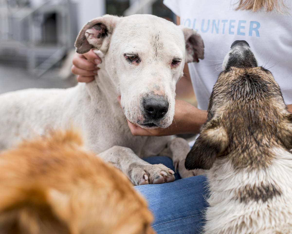 A volunteer sitting with rescued street dogs at a shelter